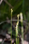 Bristleleaf sedge